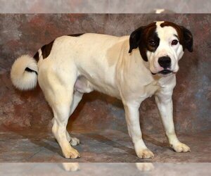 American Staffordshire Terrier-Unknown Mix Dogs for adoption in West Valley, UT, USA