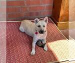 Small #2 Mutt
