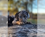 Small #11 Catahoula Leopard Dog