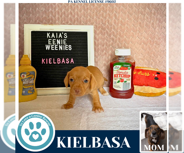 Medium Photo #2 Doxle Puppy For Sale in Kimberton, PA, USA