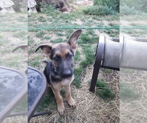 German Shepherd Dog Puppy for sale in WILLIAMSBURG, CO, USA