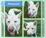 Diamond - Female Siberian Husky Dog for Adoption - Small photo