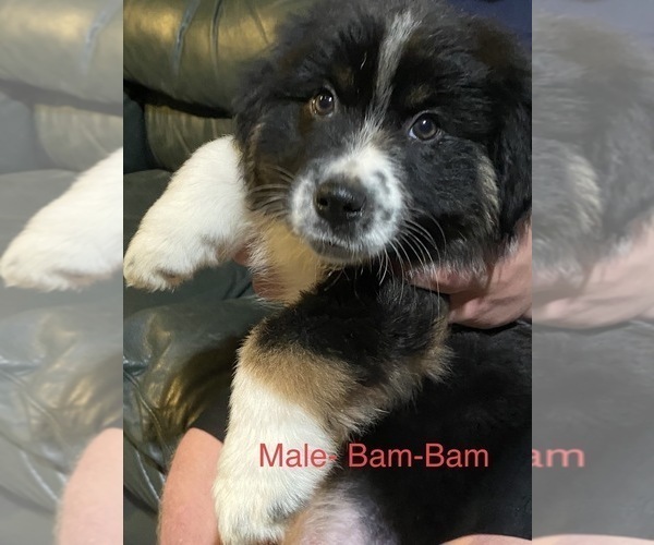 Medium Photo #1 Australian Shepherd Puppy For Sale in PROSSER, WA, USA