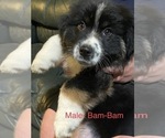 Small Photo #1 Australian Shepherd Puppy For Sale in PROSSER, WA, USA