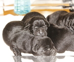 Small Photo #1 Labrador Retriever Puppy For Sale in BARDSTOWN, KY, USA