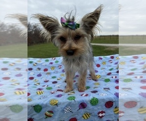 Yorkshire Terrier Puppy for sale in LANCASTER, MO, USA