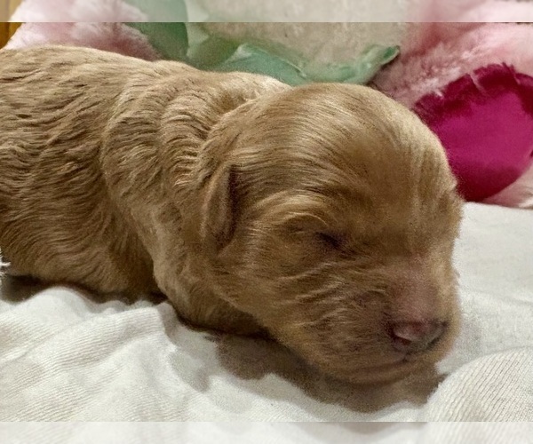 Medium Photo #3 Cavapoo Puppy For Sale in WAUSEON, OH, USA