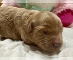 Small #2 Cavapoo