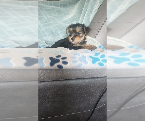 Medium Photo #6 Yorkshire Terrier Puppy For Sale in BENSON, NC, USA
