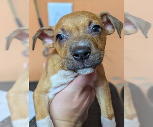 Mutt Dogs for adoption in garner, NC, USA