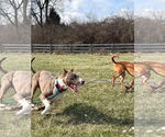Small #26 American Pit Bull Terrier Mix