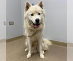 Small Great Pyrenees-Huskies Mix