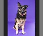 Small Photo #6 German Shepherd Dog Puppy For Sale in Fargo, ND, USA