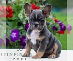 Small #2 French Bulldog