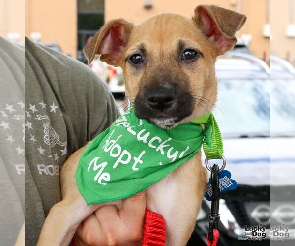 Medium Photo #3 Mutt Puppy For Sale in Washington, DC, USA