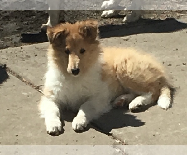 Medium Photo #4 Collie Puppy For Sale in CHISAGO CITY, MN, USA