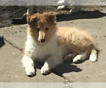 Small Photo #4 Collie Puppy For Sale in CHISAGO CITY, MN, USA