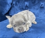 Small Photo #4 French Bulldog Puppy For Sale in ATHERTON, CA, USA