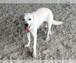 Small Photo #2 Labrador Retriever-Unknown Mix Puppy For Sale in Hanford, CA, USA