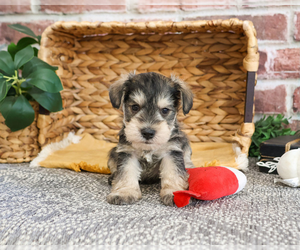Medium Photo #5 Schnauzer (Miniature) Puppy For Sale in SYRACUSE, IN, USA