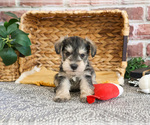 Small #4 Schnauzer (Miniature)