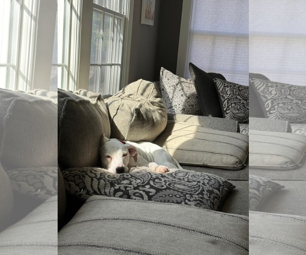 Medium Photo #3 Mutt Puppy For Sale in Rockaway, NJ, USA