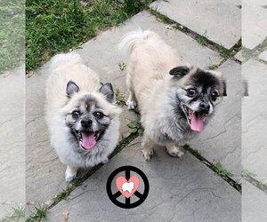 Bahama - Male Pom-A-Pug Dog for Adoption - Photo #3
