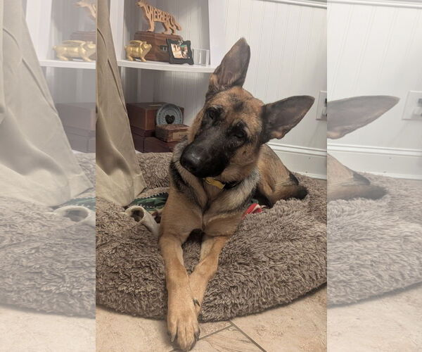 Medium Photo #1 German Shepherd Dog Puppy For Sale in New Hill, NC, USA