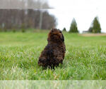 Small Photo #10 Poodle (Toy) Puppy For Sale in WARSAW, IN, USA