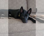 Small #3 Mutt