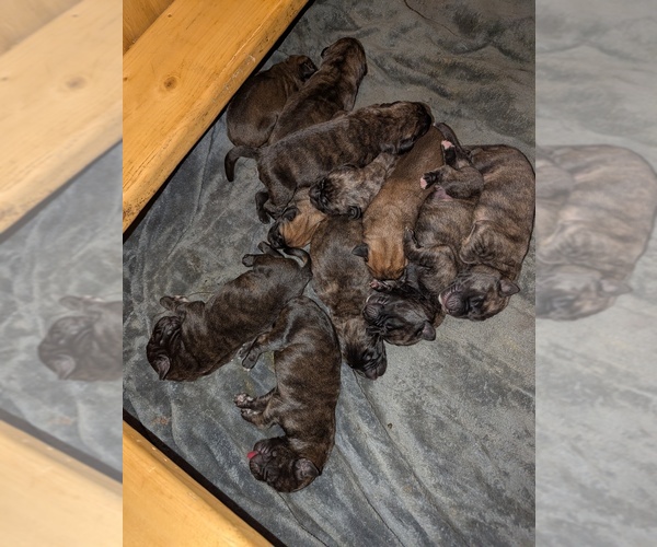 Medium Photo #8 Mastiff Puppy For Sale in CATO, NY, USA