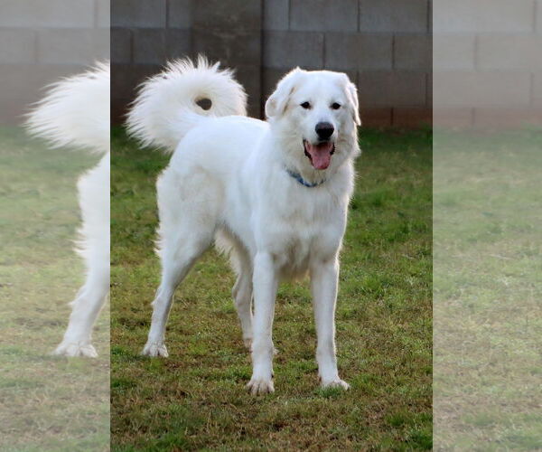 Medium Photo #4 Golden Pyrenees Puppy For Sale in Glendale , AZ, USA