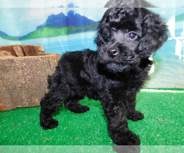 Medium Photo #2 Poodle (Toy) Puppy For Sale in HAMMOND, IN, USA
