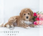 Small #2 Poochon