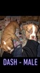 Small Photo #1 Olde English Bulldogge Puppy For Sale in PRINCETON, MN, USA