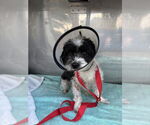 Small Shih Tzu