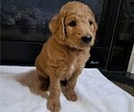 Puppy Male 4 Goldendoodle