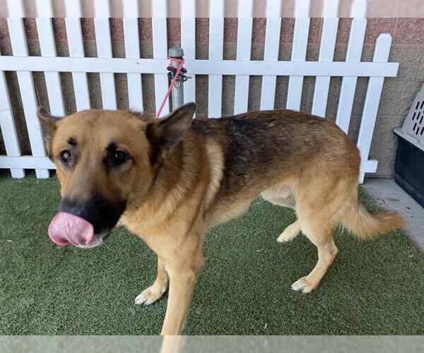 Medium Photo #1 German Shepherd Dog Puppy For Sale in Modesto, CA, USA