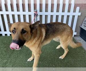 German Shepherd Dog Dogs for adoption in Modesto, CA, USA