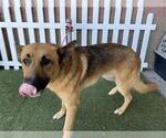 Small German Shepherd Dog