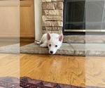Small Photo #1 Siberian Husky Puppy For Sale in IRVINE, CA, USA