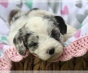 Medium Aussiedoodle Miniature 