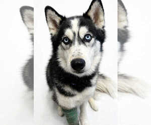 Siberian Husky Dogs for adoption in Evansville, IN, USA