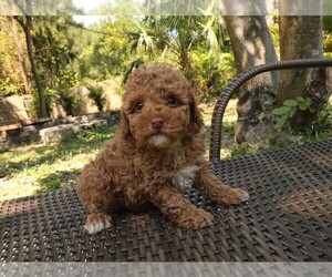 Poodle (Toy) Puppy for sale in TAMPA, FL, USA