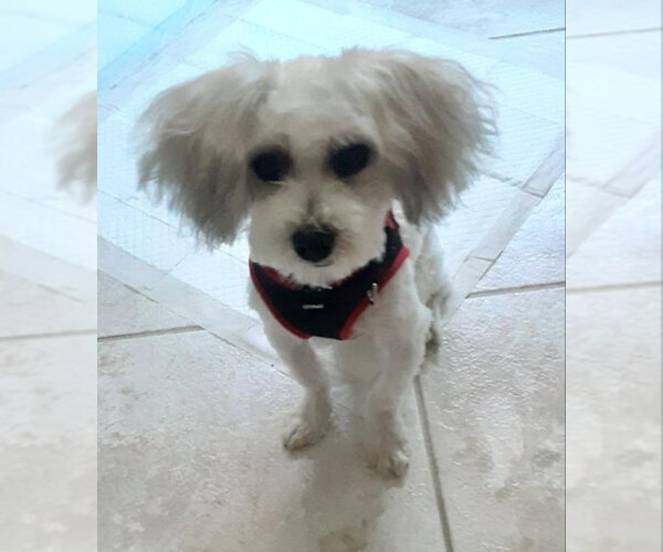 Medium Photo #1 Maltese-Unknown Mix Puppy For Sale in Fairfax, VA, USA