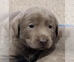 Small Photo #23 Labrador Retriever Puppy For Sale in OLYMPIA, WA, USA