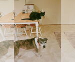 Small #15 American Pit Bull Terrier Mix