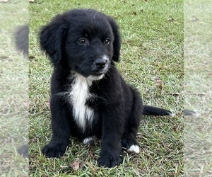 Bernedoodle Puppy for sale in WRAY, GA, USA