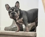 Small Photo #1 French Bulldog Puppy For Sale in GLEN BURNIE, MD, USA