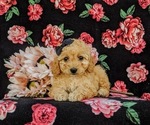Small Photo #6 Poodle (Toy) Puppy For Sale in NEW PROVIDENCE, PA, USA